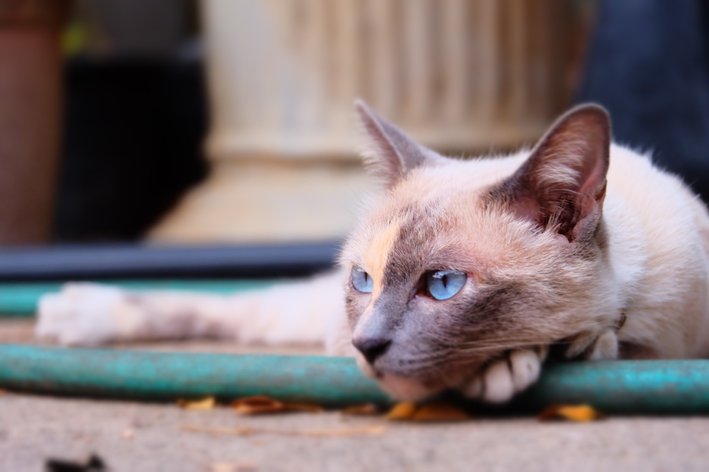 Gatos sentem falta dos donos