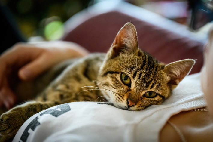 Gatos sentem falta dos donos