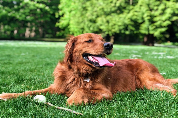 golden retriever