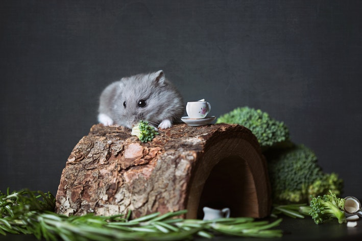 hamster gordo em cima de uma pedra