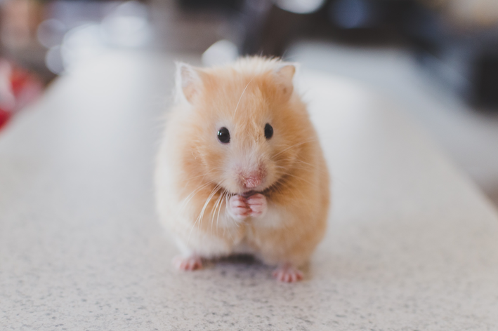 Hamster castanho claro com os braços juntos