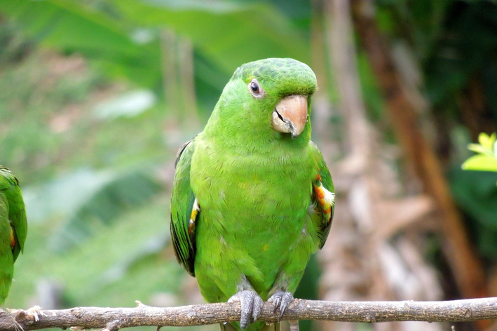 A maritaca está na lista de aves silvestres