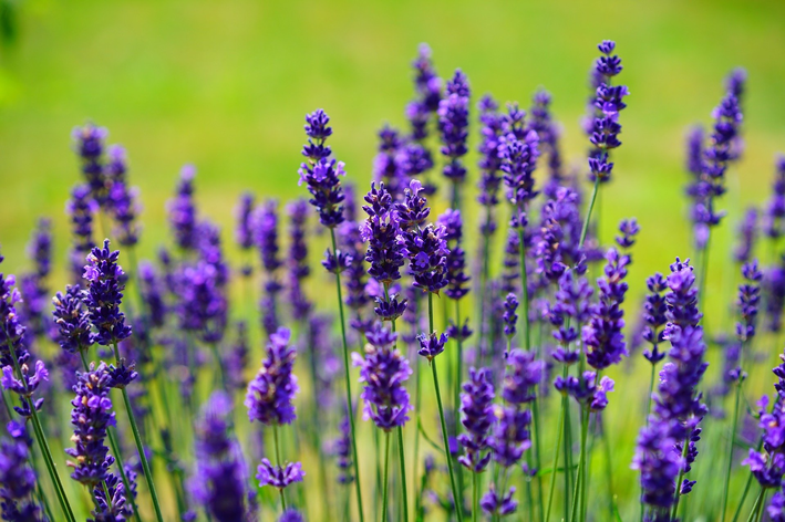 Saiba mais sobre flores para jardins resistentes ao sol