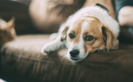 cão deitado e triste