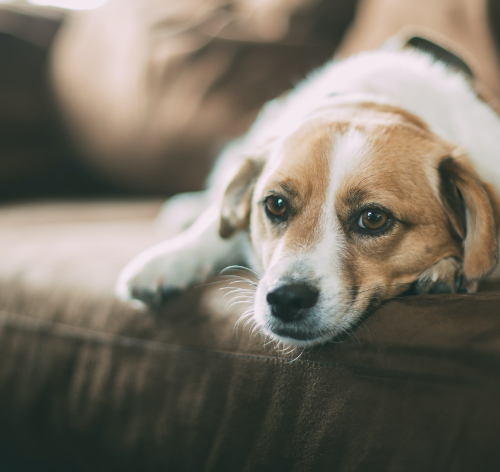 cão deitado e triste