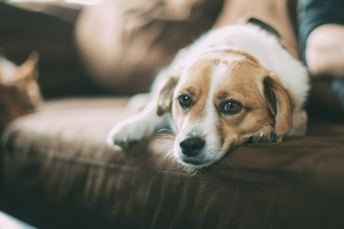 cão deitado e triste