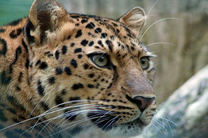 animais mais raros do mundo