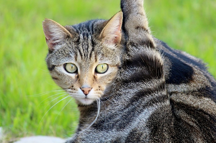 luxação em gatos