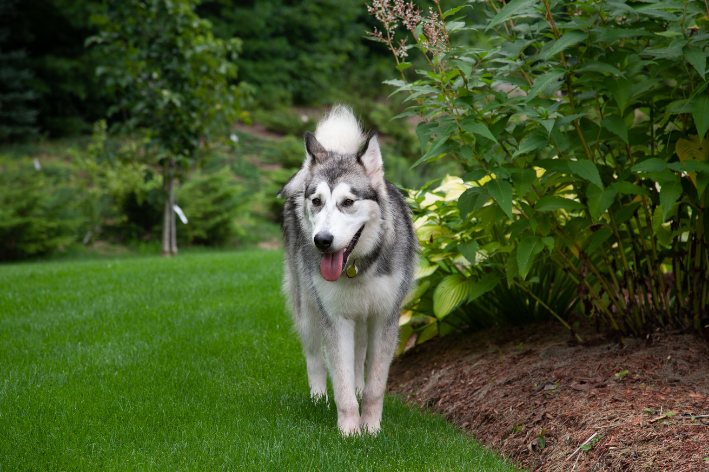 cachorro da raça malamute andando