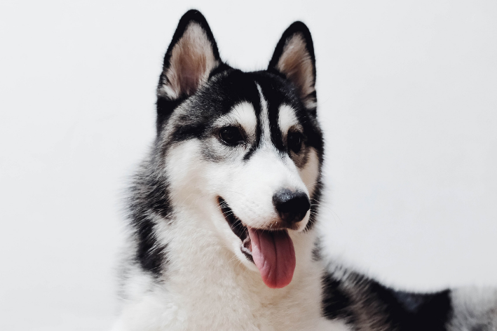 malamute parado para a foto