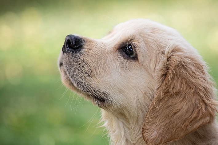 meu cachorro quebrou o dente