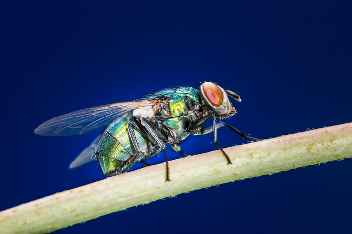 mosca miíase