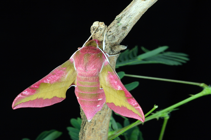 Um animal rosa muito pequeno é a mariposa