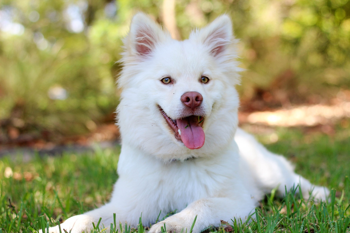 Nomes para cachorro branco