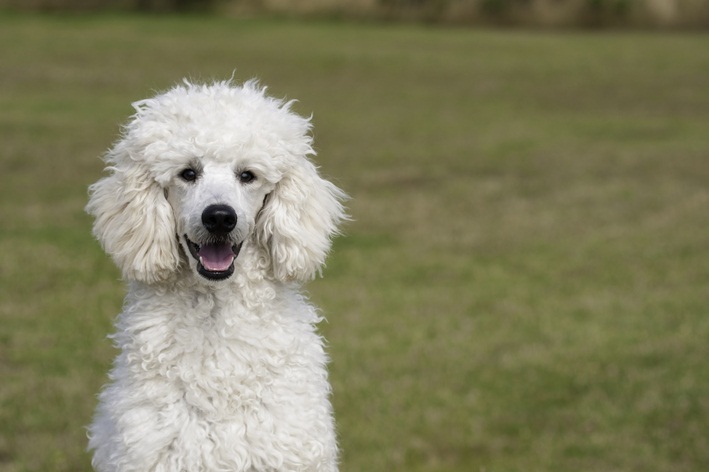 Nomes para cachorro poodle