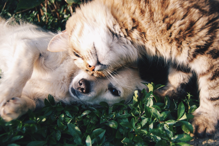 como combater maus-tratos aos animais