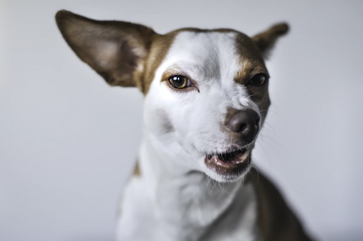 Cão bravo e rosnando