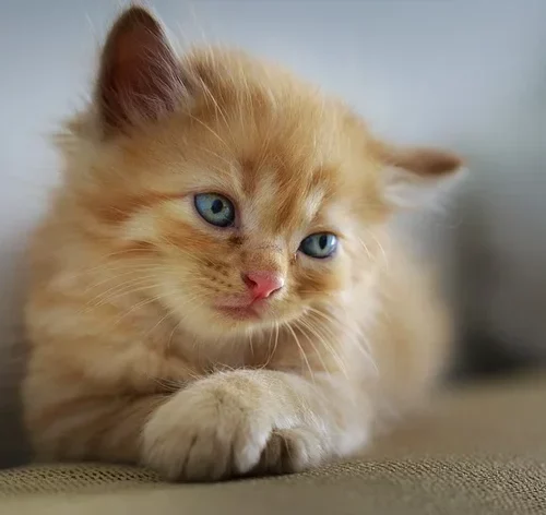 gato com panleucopenia felina no sofá