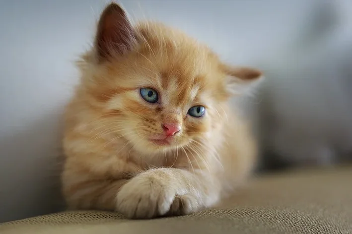 gato com panleucopenia felina no sofá