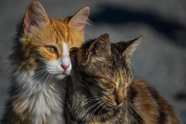 dois gatos com panleucopenia felina deitados