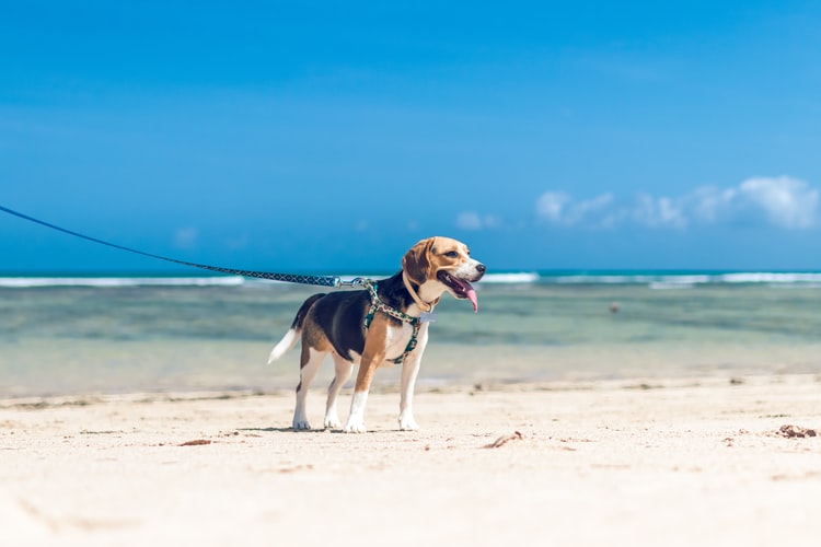 passeio com cachorro