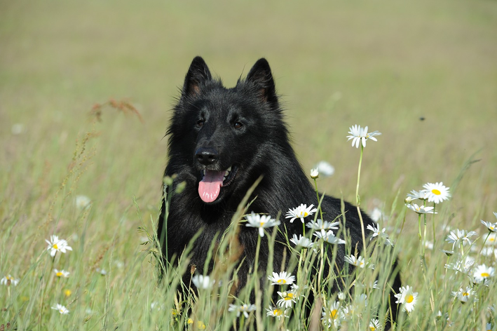 pastor-belga-groenendael