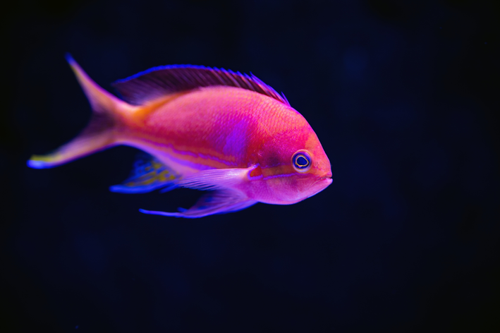 Peixinho nadando no aquário