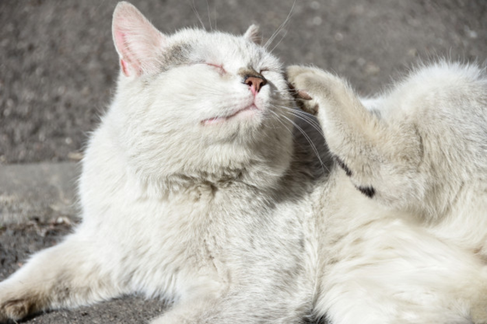 É preciso tomar cuidado com o piolho de gato.