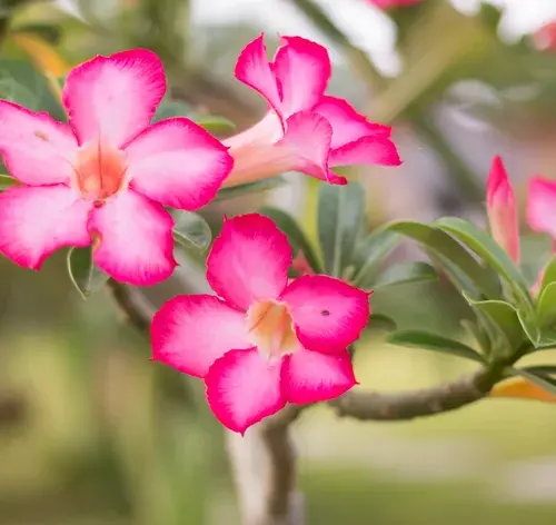 plantas que gostam de sol