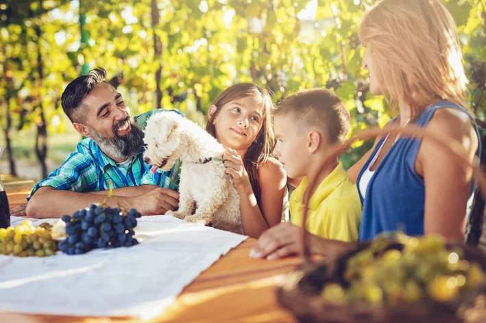 Não pode dar uva para cachorro