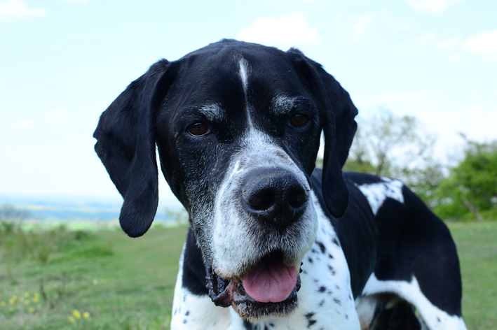 Pointer Inglês é dócil e gentil