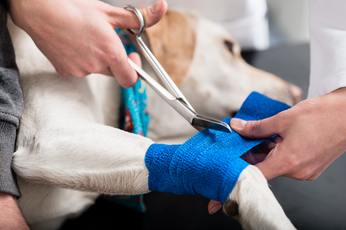 pomada cicatrizante para cachorro