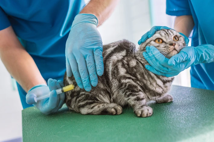 Por Que O Gato Esta Espirrando