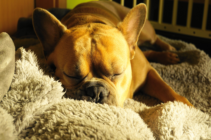 por que cachorro gosta de ficar no sol