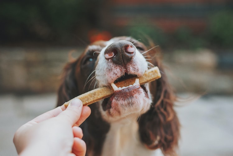 proplan cachorros