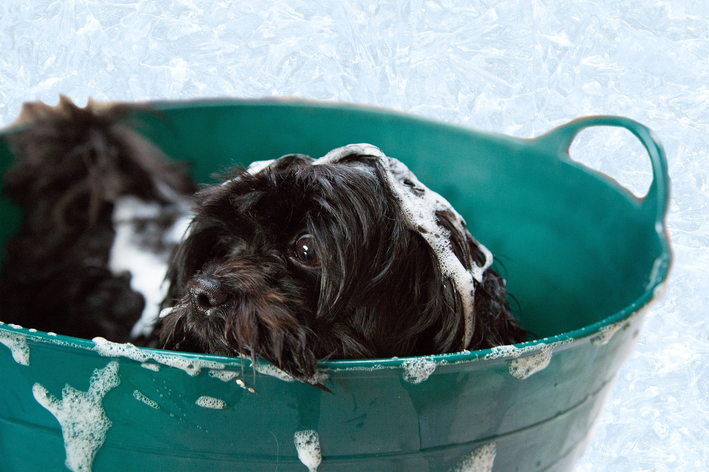 Qual a importância do shampoo para seborreia canina?