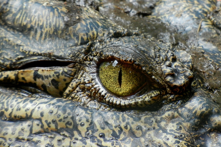 Qual o animal que dorme com um olho aberto?