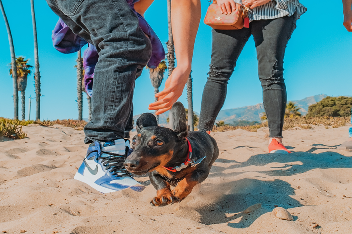 Cachorro passeando na praia