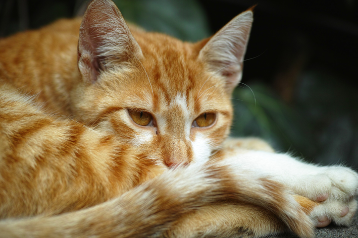 queda de pelo na cauda do gato