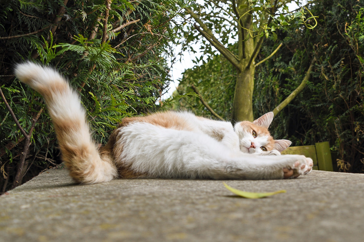 queda de pelo na cauda do gato