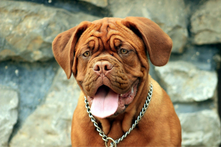 conheça o dogue de bordeaux