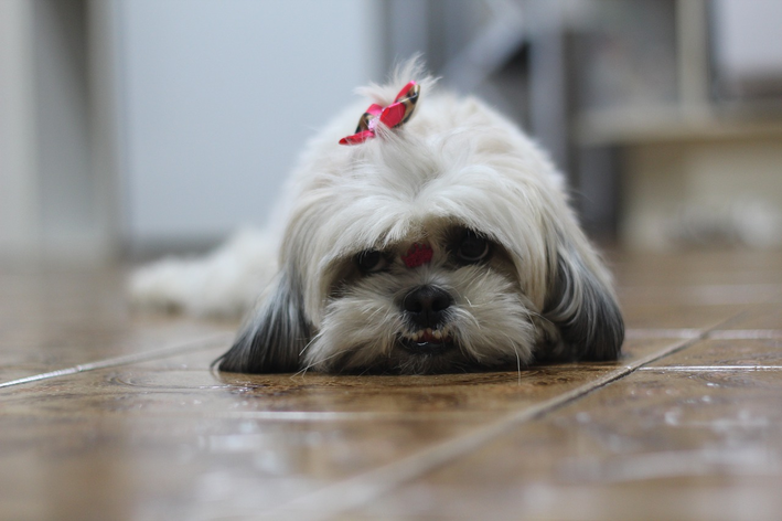 ração para shih tzu