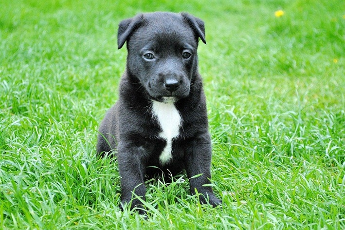 remédio de verme para cachorro filhote