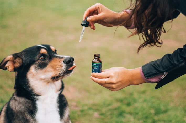 cachorro tomando remédio para aumentar a imunidade