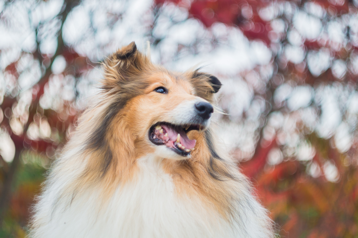 Rough collie