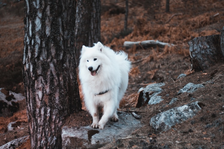 cachorro samoieda