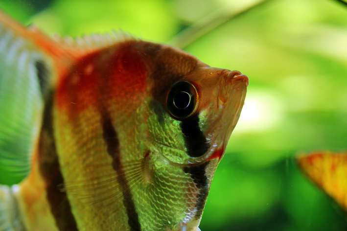 saiba mais sobre o peixe escalar