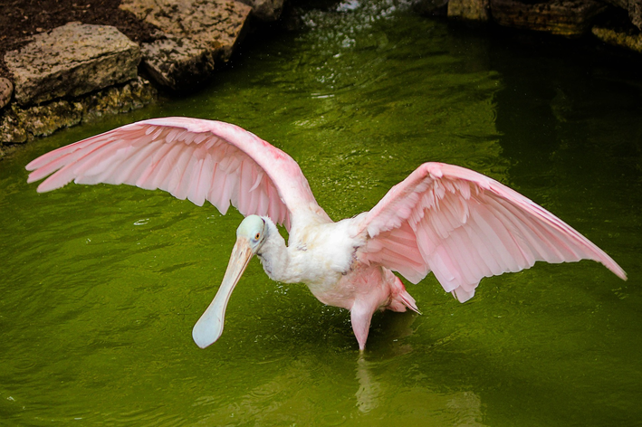 O colhereiro é um animal rosa muito conhecido