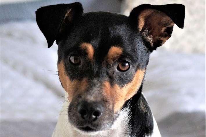 Terrier brasileiro