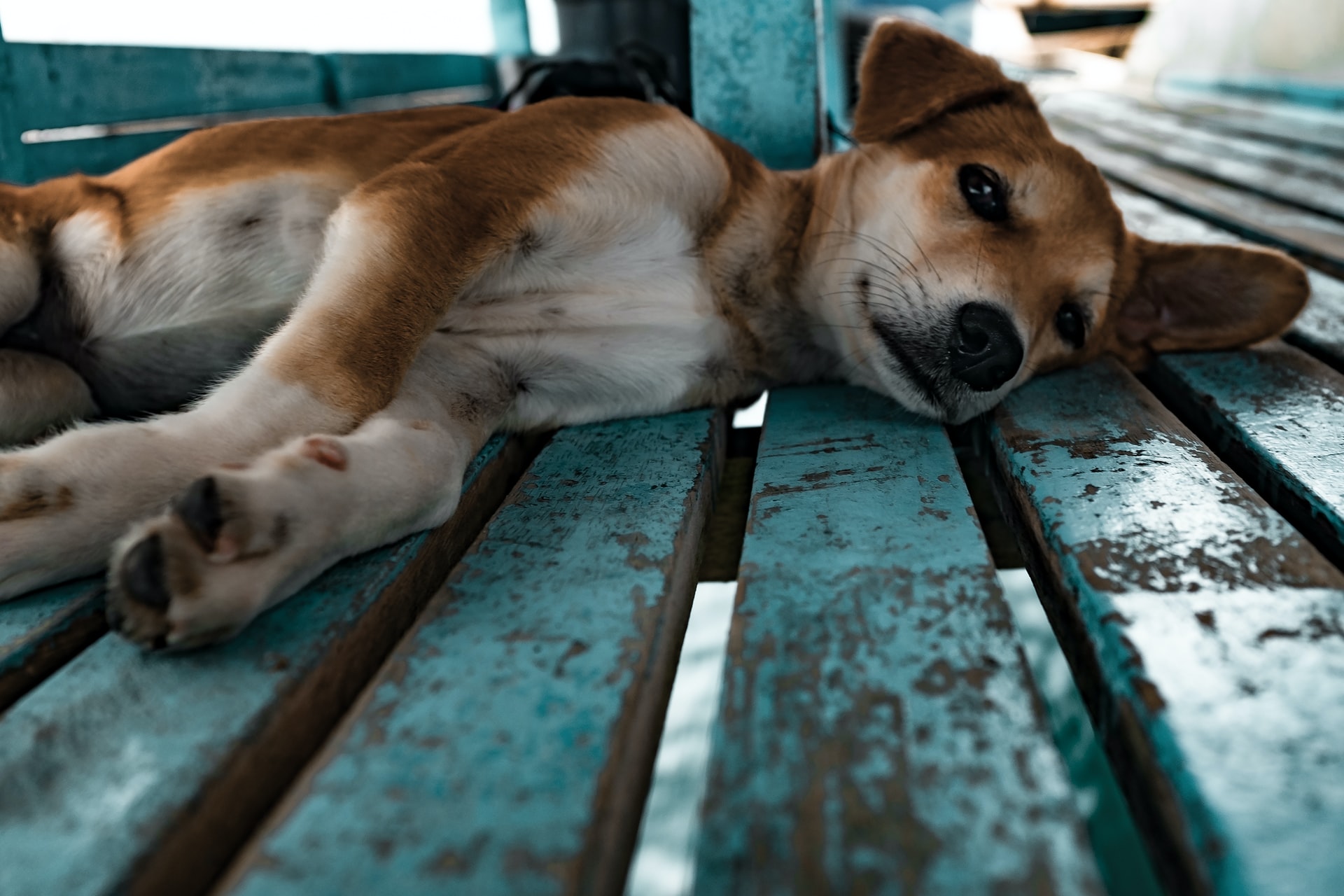 cachorro com feridas na pele